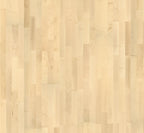 European maple